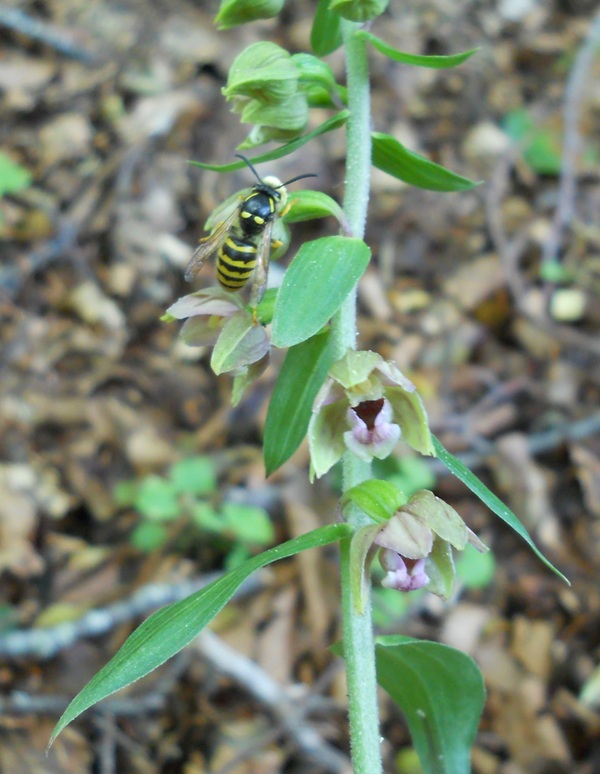 Vespula vulgaris su Epipactis helleborine